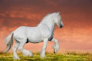 К чему снится белая лошадь