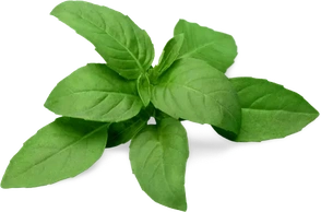 К чему снится базилик