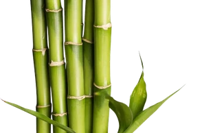 К чему снится бамбук