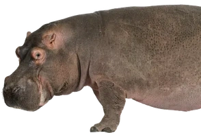 К чему снится бегемот